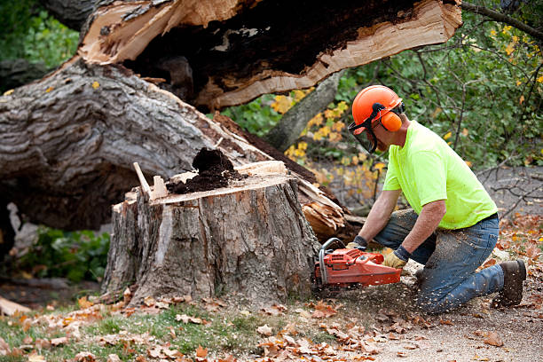 How Our Tree Care Process Works  in  La Palma, CA